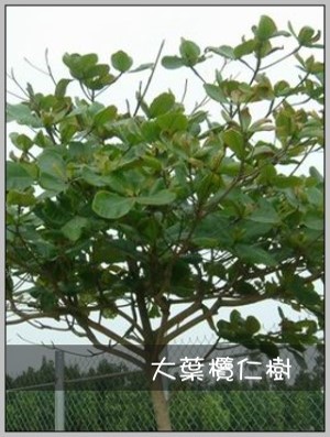 大葉欖仁樹