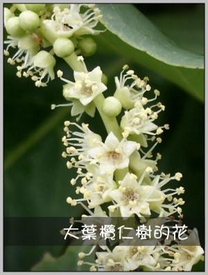大葉欖仁樹的花