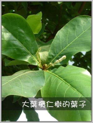 大葉欖仁樹的葉子