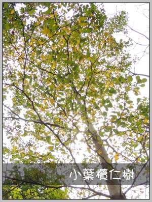 小葉欖仁樹