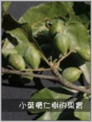 小葉欖仁樹的果實