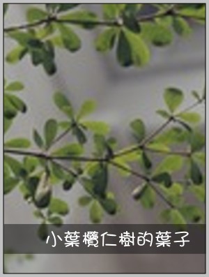 小葉欖仁樹的葉子
