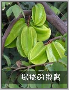 楊桃的果實