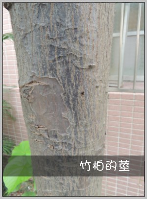 竹柏的莖