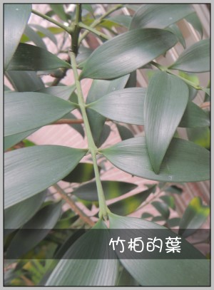 竹柏的葉