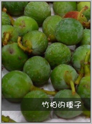 竹柏的種子