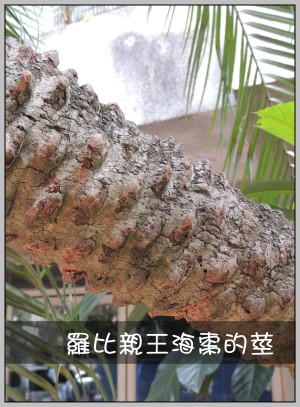 羅比親王海棗的莖