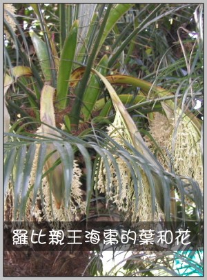 羅比親王海棗的葉和花