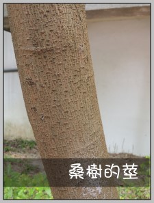 桑樹的莖