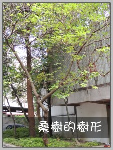 桑樹的樹形