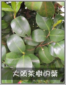 大頭茶樹的葉