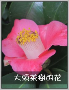 大頭茶樹的花