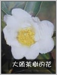大頭茶樹的花