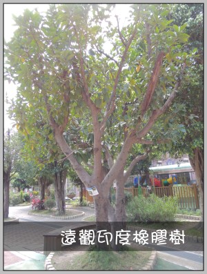 遠觀印度橡膠樹