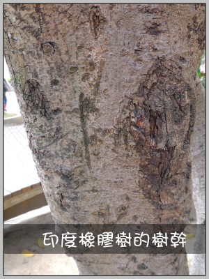 印度橡膠樹的樹幹