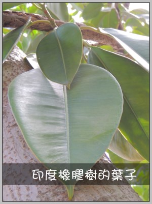 印度橡膠樹的葉子