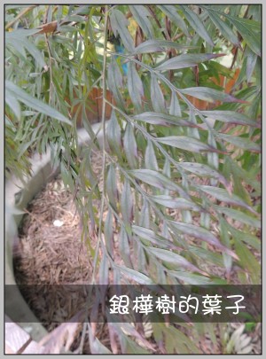 印度橡膠樹的樹幹