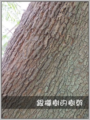 印度橡膠樹的樹幹