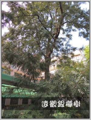 印度橡膠樹的樹幹