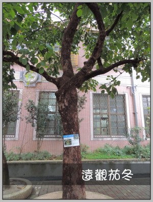 遠觀茄冬