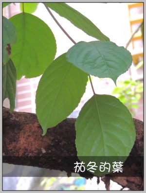 茄冬的葉