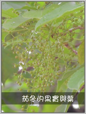 茄冬的果實與葉