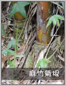 麻竹氣根
