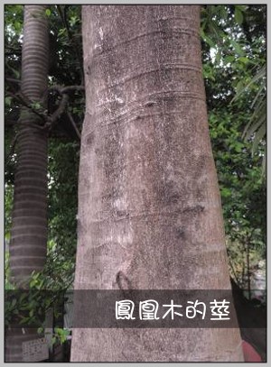 鳳凰木的莖