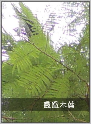 鳳凰木葉