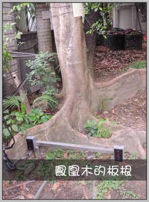 鳳凰木的板根